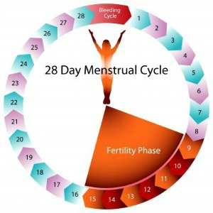 6 Things You Should Know About Ovulation