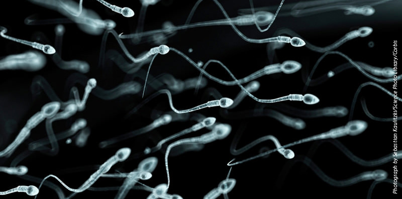  What is Tested in a Semen Analysis and Why