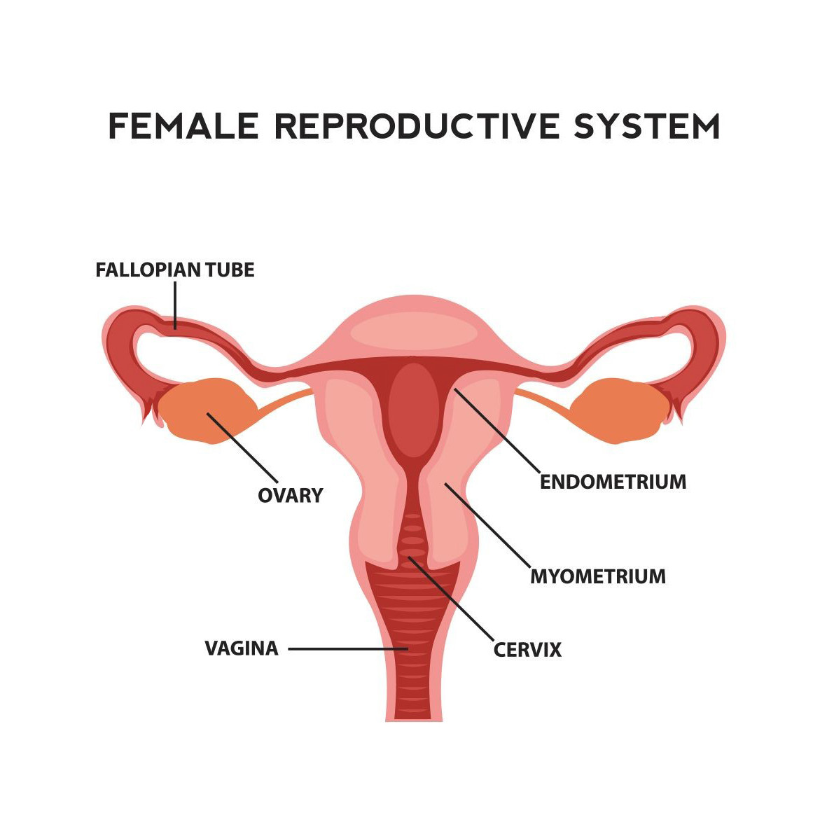 Fertility in women